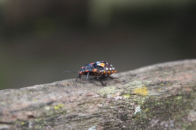 Fra bid til pletter: De klassiske tegn på væggelus i din seng