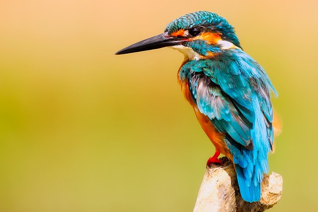 Fuglefoderautomater og biodiversitet - hvordan de kan styrke dit lokalområde