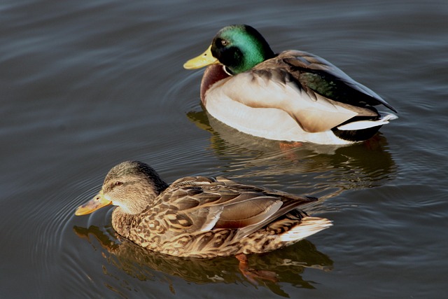 Udvid dit ordforråd og bliv en krydsordsmester