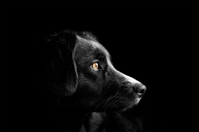 Deerhunter hundetæpper: Et must-have til enhver hundeejer