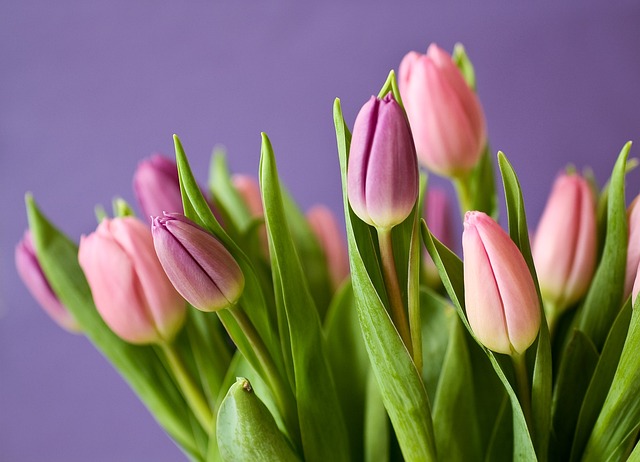 Hvordan man kan få tulipanløg til at blomstre flere år i træk